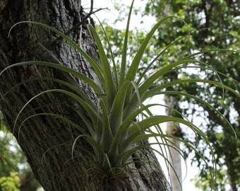 Rare Exotic Tillandsia 'Fasciculata' High-Quality Seeds - For your Indoor Garden - Order Now and Get Started!