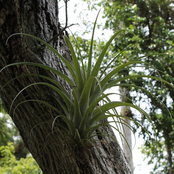 Rare Exotic Tillandsia 'Fasciculata' High-Quality Seeds - For your Indoor Garden - Order Now and Get Started!