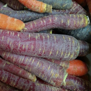 Purple Carrot- Cosmic Purple Carrot Seeds for Nutrient-Rich and Tasty Meals, Organic, Heirloom, Non-GMO Seeds