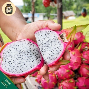 10 Semillas de Fruta del Dragón Blanco - 100% Orgánicas, Sin OGM, Semillas Heirloom