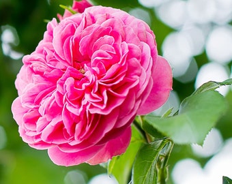 Rosa Kletterrose-Samen, exotische rosa Rosensamen, Premium-Samen, Rosensammlung, 10 Samen