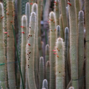 10 Rare Cleistocactus Cacti Seeds Mix  - Winteri, Strausii, Colademononisand, Baumannii more!