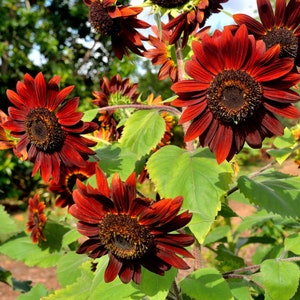 Velvet Queen Sunflower Seeds, Sunflower &#39;Chocolate&#39; Seeds, Helianthus annuus Seeds - Heirloom, Organic, Non-GMO seeds