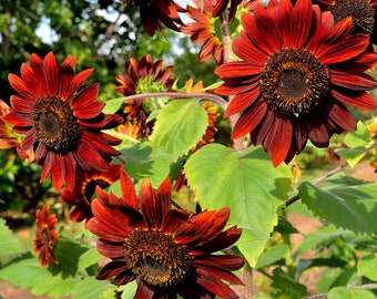 Velvet Queen-zonnebloemzaden, zonnebloem 'Chocolade'-zaden, Helianthus annuus-zaden - Heirloom, biologisch, niet-GGO-zaden