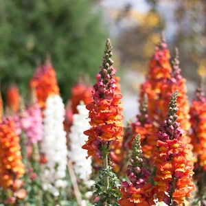 Semillas de flor de boca de dragón - Más de 1000 semillas mixtas de Antirrhinum majus, hermosas flores
