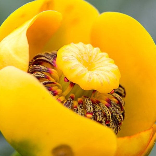 Bijoux rayonnants de l'étang, graines de nénuphar jaunes rares - Nuphar Lutea Seeds