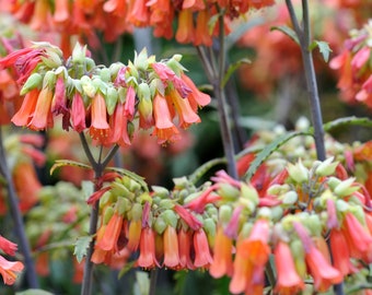 Mother of Millions Seeds - Embark on a Journey of Botanical Fascination, Mother of Thousands, Kalanchoe 'daigremontiana', Succulent Seeds