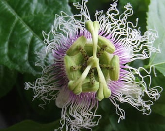 Passiflora Edulis Flavicarpa Seeds - Yellow Passion Fruit Seeds for Your Home Garden - Grow Your Own Tropical Treats!