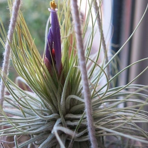 Rare Tillandsia 'Ionantha' Air Plant Seeds for Your Indoor Garden