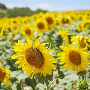 Sunflower Seeds, Helianthus annuus Seeds, Common Sunflower Seeds - Heirloom, Non-Gmo, Organic Premium Seed Pack