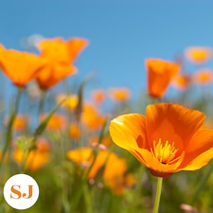 200 California Poppy Seeds, Perennial Flower Seeds, Eschscholzia Californica Seeds