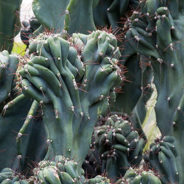 Cereus Peruvianus Monstrose Seeds - 10 graines de cactus rares, cadeau pour les amateurs de jardin de cactus