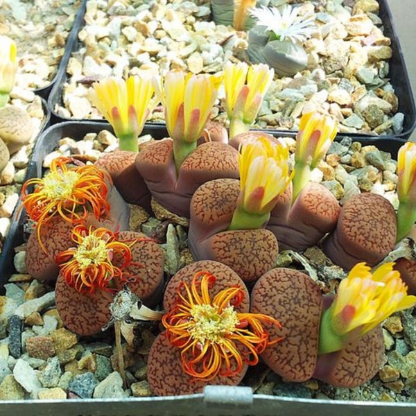 20 Rare Lithops Succulent Seeds Mix, Living Stone Seeds Mix -  Pseudotruncatella, Karasmontana, Optica, and more!