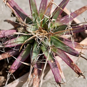 Rare Leuchtenbergia Principis Cactus Seeds - Discover the Beauty of Agave Prism Unique Cactus