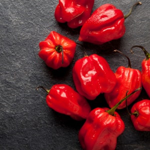 Hottest Chilli Pepper Seeds - Naga Viper Chili Pepper Seeds - Heirloom, 100% Organic, Non-GMO, Red Chili Pepper Seeds,