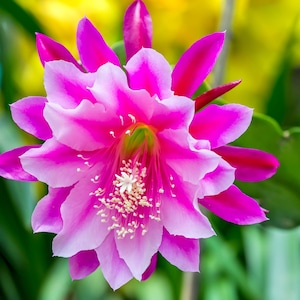 Epiphyllum Hybrid Seeds - Orchid Cacti Seeds - Beautiful Blooming