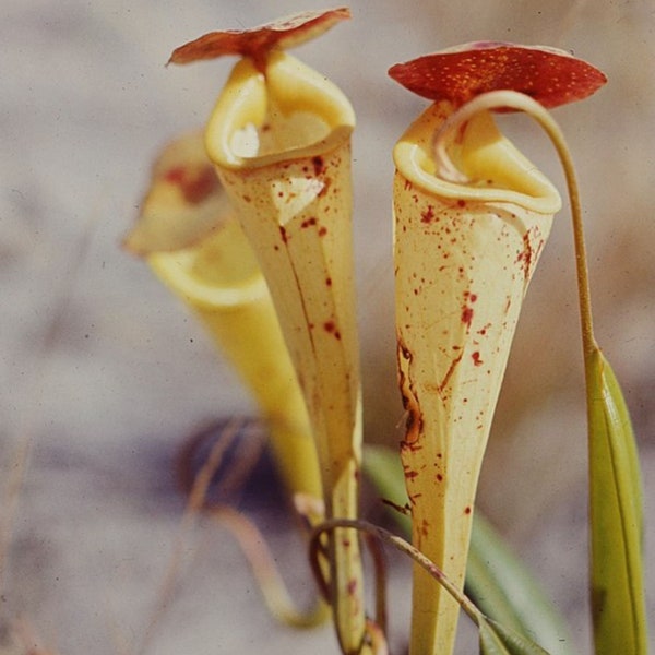 Graines rares de Nepenthes Madagascariensis « Pitcher Plant » pour les amateurs de plantes carnivores