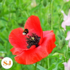 Peut inclure: Une fleur de pavot rouge avec un centre noir est en focus. Un bourdon se pose sur la fleur.