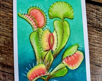 Venus Fly Trap Fine Art Print