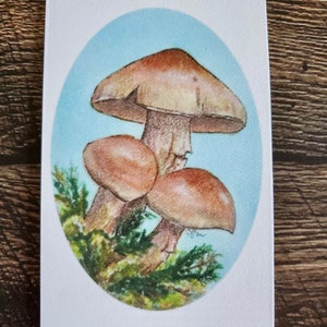 Mushroom Fine Art Print