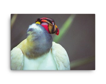 King Vulture portrait