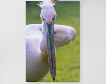 Canvasprint van een majestueuze pelikaan van dichtbij - Muurdecoratie met natuurfotografie