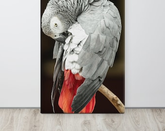 Lienzo impreso de loro gris africano – Fotografía de aves exóticas
