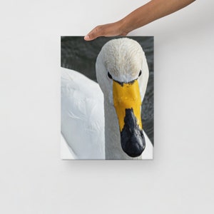 Lienzo impreso de cisne cantor, arte mural de aves vocales