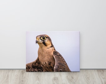 Majestueus portret van een slechtvalk op canvas - Muurdecoratie met natuurfotografie