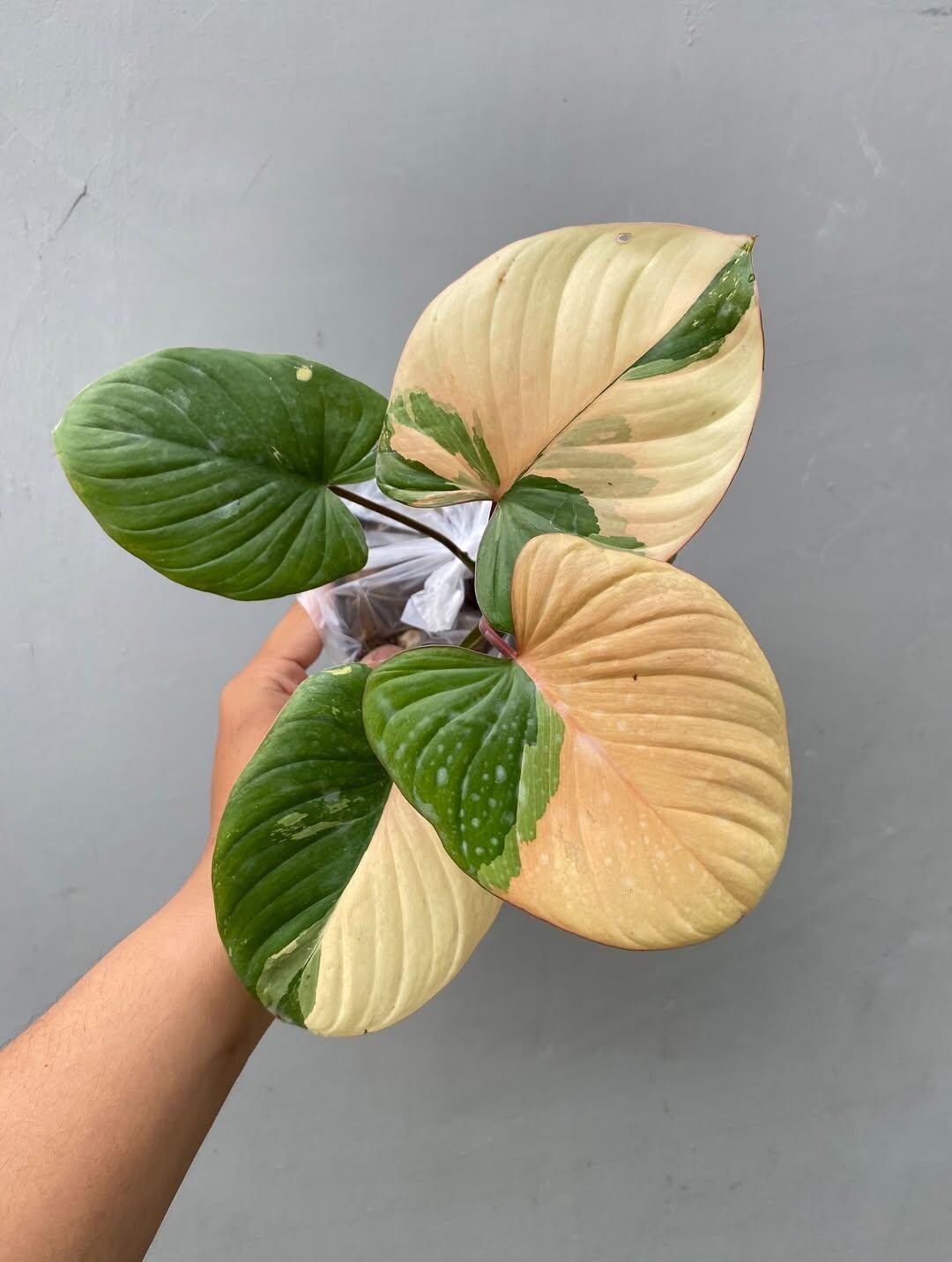 f*.様 0*0様 Homalomena rubescens❤︎pink'var Homalomena Rubescens Pink Variegated - Indoor Plant - Easy