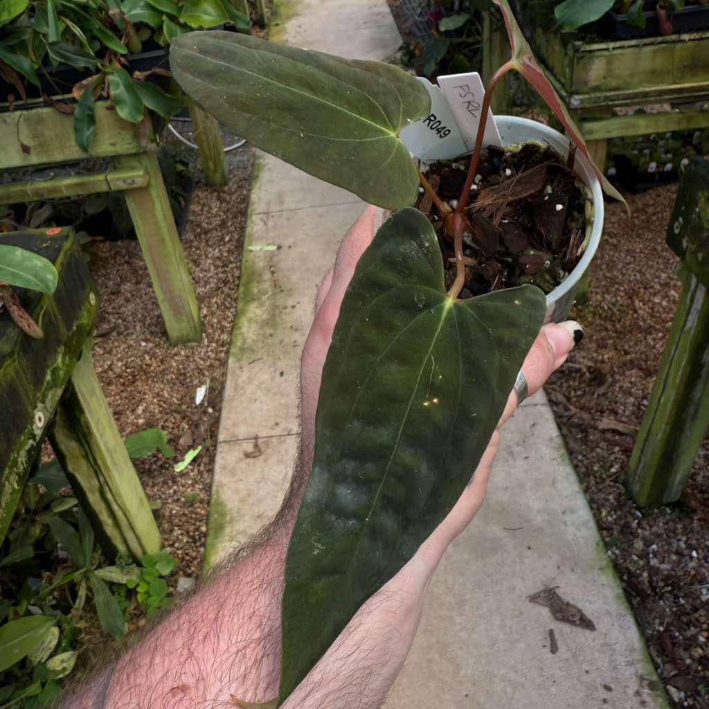 Anthurium fort sherman - Etsy 日本