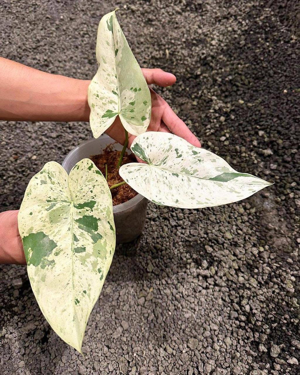Filodendro Ilsemanii abigarrado de 3 hojas, súper moteado - Planta de interior rara - Planta de interior - Planta de fácil cuidado - Planta tropical - Vegetación única