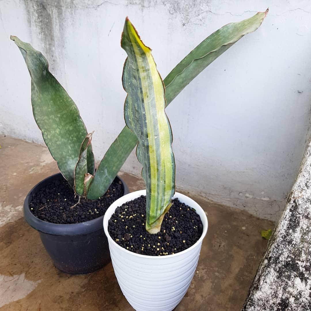 サンスベリア Dragon King variegated EXACT PLANT Sansevieria dragon king variegated – Succulentasia