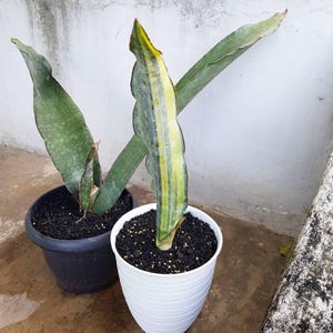 Endang Tien ⚘ | ⭐Sansevieria Dragon King variegated⭐SOLD