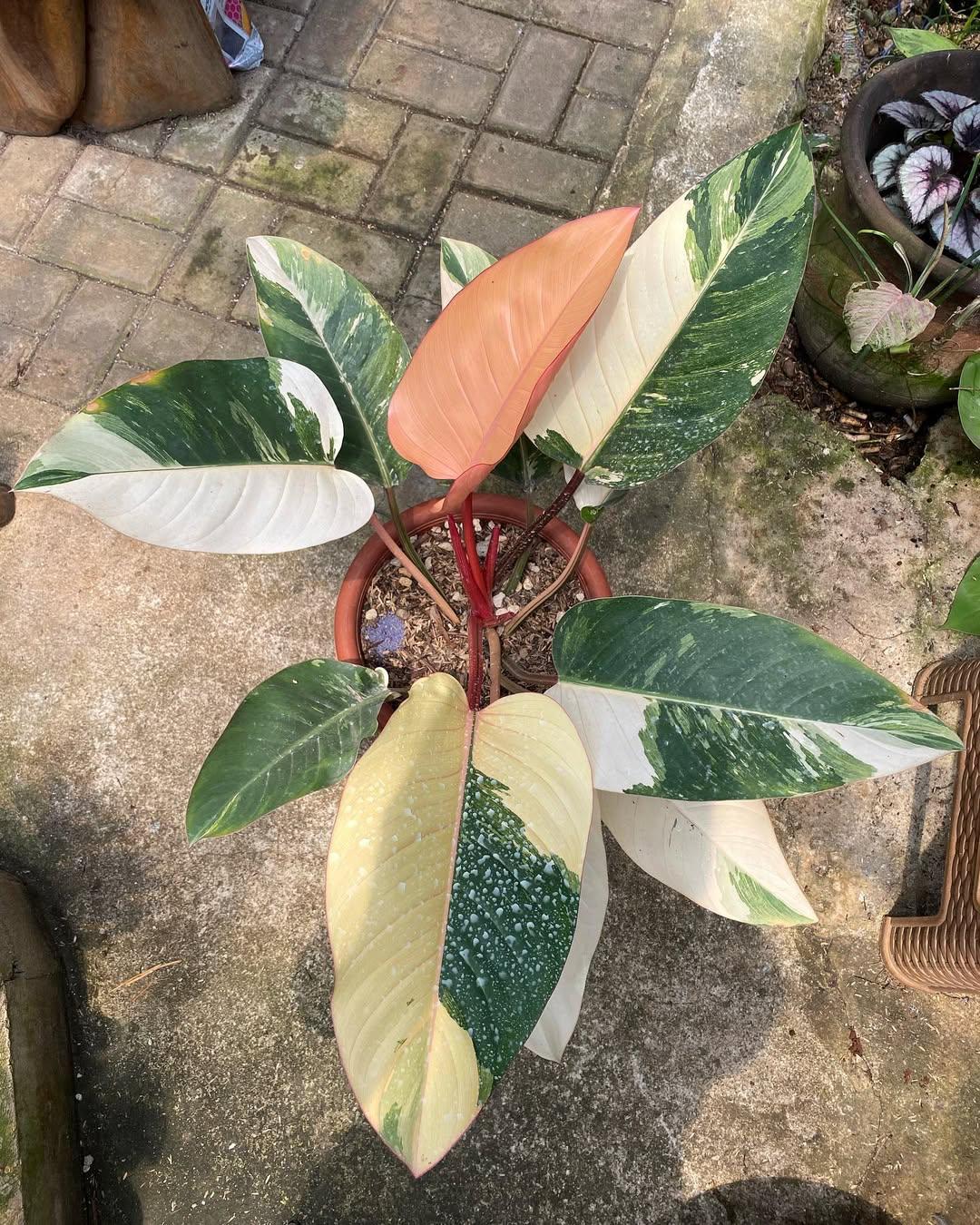 Variegated philodendron congo - Etsy 日本