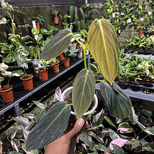 Philodendron Gigas || Free Phytosanitary Certficate || DHL Express