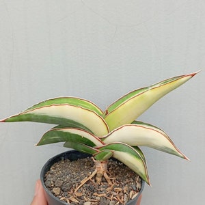 Sansevieria Robusta White Variegated || Free Phytosanitary Certficate || DHL Express