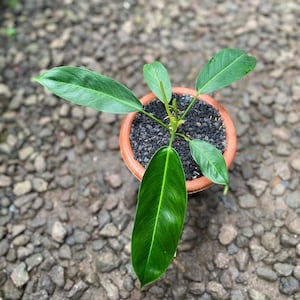 Philodendron Patriciae - Zeldzame kamerplant - Kamerplant - Onderhoudsvriendelijke plant - Tropische plant - Uniek groen - Woondecoratie