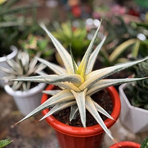 △*様 サンスベリア スノーホワイト Sansevieria Snow Whit Sansevieria snow white – Succulentasia