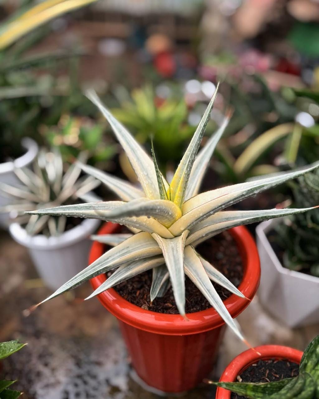 Snow White Sansevieria - Etsy