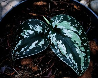Scindapsus Tricolor Sp Borneo Dark Form  || Free Phytosanitary Certficate || DHL Express