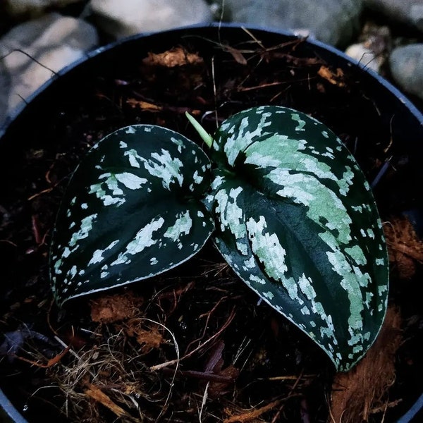 Scindapsus Tricolor Sp Borneo Dunkle Form || Kostenfreies pflanzengesundheitliches Zertifikat || DHL Express