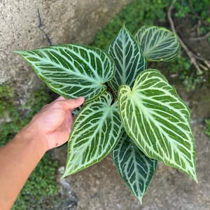Anthurium silver blush - Etsy 日本
