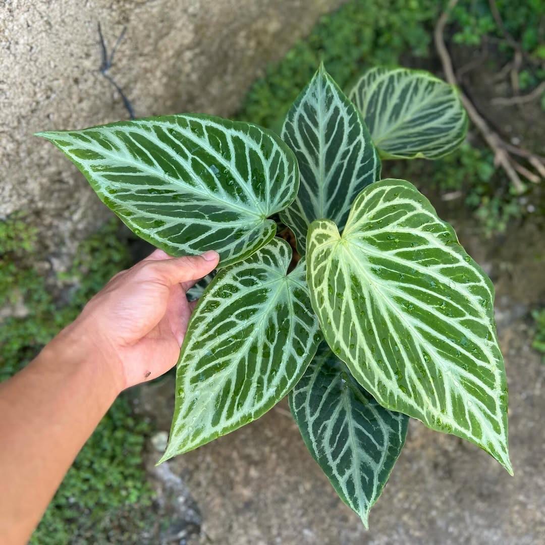 Anthurium silver blush - Etsy 日本