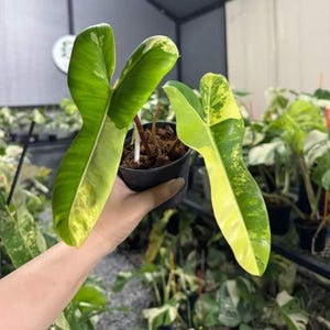 Philodendron Florida Beauty X Billietiae 2 Leaf - zeldzame kamerplant - kamerplant - onderhoudsvriendelijke plant - tropische plant - uniek groen