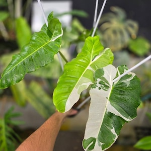 Philodendron Paraiso Albo Bont - Zeldzame kamerplant - Kamerplant - Onderhoudsvriendelijke plant - Tropische plant - Uniek groen
