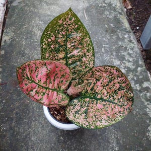 Aglaonema Ruby Kura || Gratis fytosanitair certificaat || DHL Express