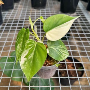 Philodendron Haderaceum Albo || Gratis fytosanitair certificaat || DHL Express