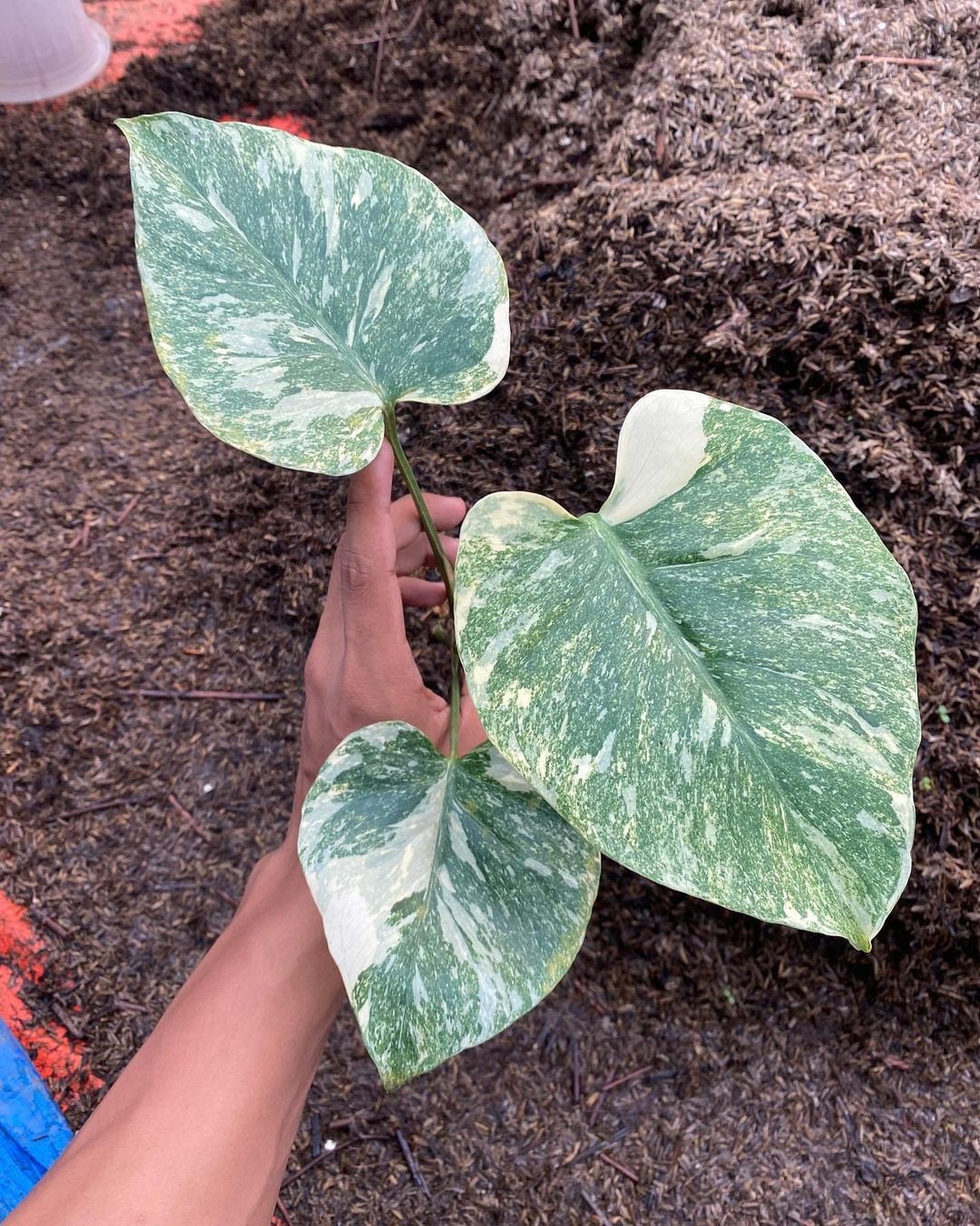 超希少】Monstera Legacy Variegata レガシー 6葉付き 【公式通販】