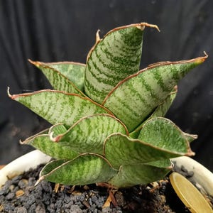 Sansevieria San San || Gratis fytosanitair certificaat || DHL Express